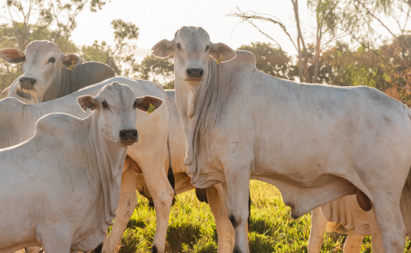 governo-do-tocantins-alcanca-indice-de-95,96% de-animais-declarados-na-campanha-de-informacoes-pecuarias