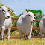 governo-do-tocantins-e-parceiros-realizam-a-3a-edicao-do-meat-day-neste-sabado,-6,-em-miranorte