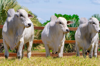 governo-do-tocantins-e-parceiros-realizam-a-3a-edicao-do-meat-day-neste-sabado,-6,-em-miranorte