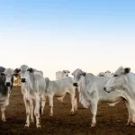 para-adia-para-2030-obrigacao-de-rastrear-gado-com-‘brinco’-em-cada-animal