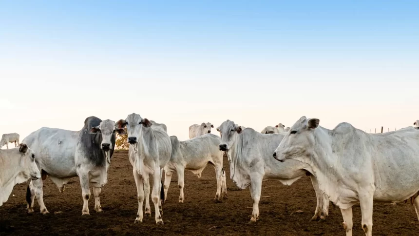 para-adia-para-2030-obrigacao-de-rastrear-gado-com-‘brinco’-em-cada-animal