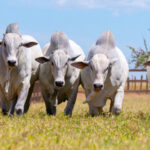 governo-do-tocantins-destaca-avancos-na-producao-de-carne-bovina-com-padrao-de-qualidade-durante-o-meat-day