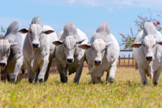 governo-do-tocantins-destaca-avancos-na-producao-de-carne-bovina-com-padrao-de-qualidade-durante-o-meat-day