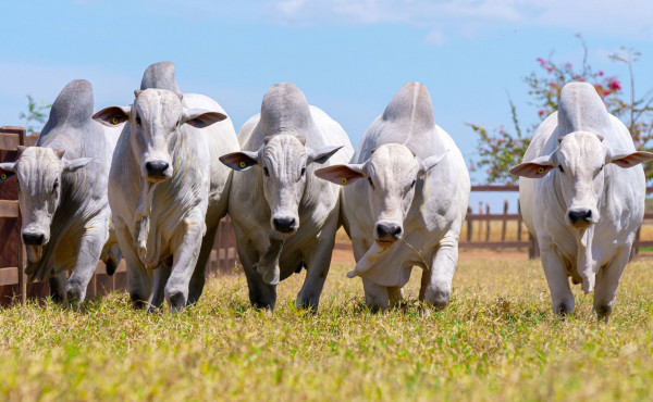 governo-do-tocantins-destaca-avancos-na-producao-de-carne-bovina-com-padrao-de-qualidade-durante-o-meat-day