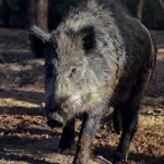 espanha-pode-abater-60-mil-javalis-apos-foco-de-peste-suina-africana