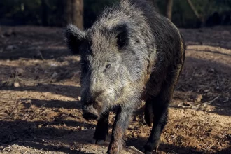 espanha-pode-abater-60-mil-javalis-apos-foco-de-peste-suina-africana