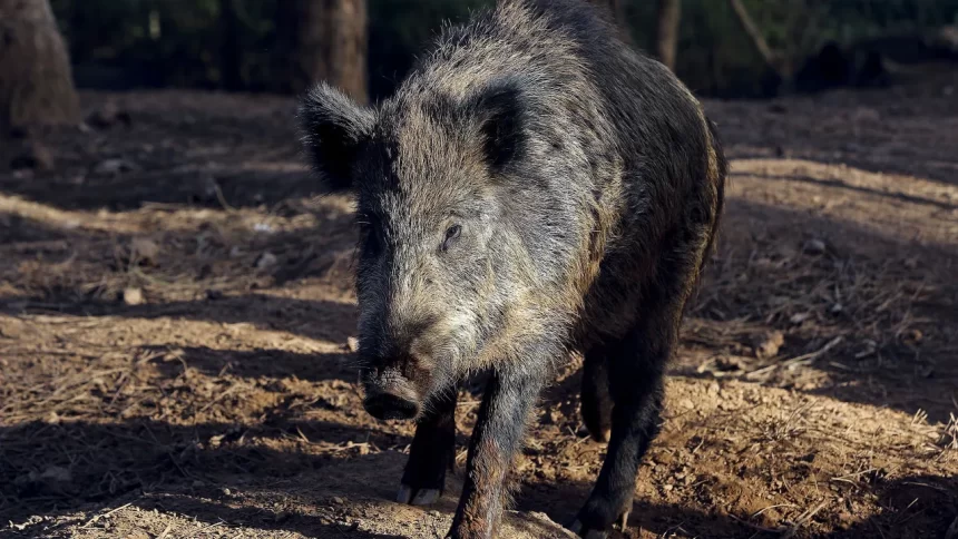 espanha-pode-abater-60-mil-javalis-apos-foco-de-peste-suina-africana