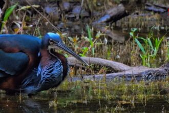 garca-da-mata-rara-e-flagrada-pescando-no-parque-cesamar:-‘ave-muito-discreta’
