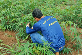adapec-intensifica-prevencao-a-praga-vassoura-de-bruxa-na-mandioca-durante-periodo-chuvoso-no-tocantins