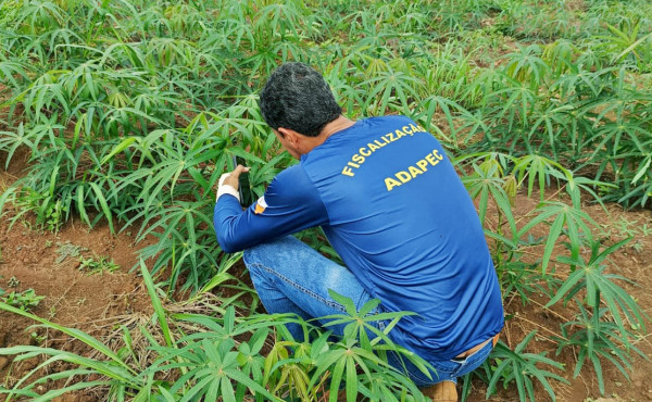 adapec-intensifica-prevencao-a-praga-vassoura-de-bruxa-na-mandioca-durante-periodo-chuvoso-no-tocantins