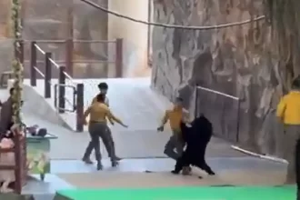 urso-ataca-treinador-em-parque-na-china-para-tentar-roubar-comida