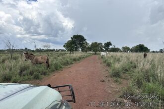 fazendeiro-e-multado-em-mais-de-r$-1,6-milhao-por-desmatar-area-de-reserva-legal-para-criar-gado