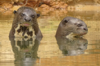 naturatins-finaliza-4a-campanha-do-programa-pro-ariranha-no-parque-estadual-do-cantao