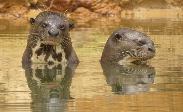 naturatins-finaliza-4a-campanha-do-programa-pro-ariranha-no-parque-estadual-do-cantao