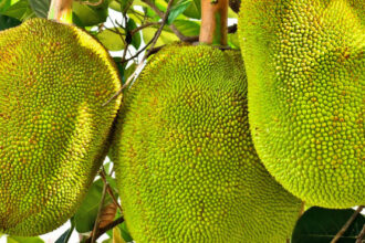 em-divinopolis,-governo-do-tocantins-promove-oficina-de-beneficiamento-da-carne-de-jaca