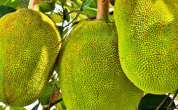 em-divinopolis,-governo-do-tocantins-promove-oficina-de-beneficiamento-da-carne-de-jaca