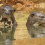 naturatins-registra-31-ariranhas-durante-campanha-de-monitoramento-no-parque-estadual-do-cantao