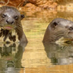 naturatins-registra-31-ariranhas-durante-campanha-de-monitoramento-no-parque-estadual-do-cantao