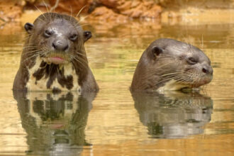 naturatins-registra-31-ariranhas-durante-campanha-de-monitoramento-no-parque-estadual-do-cantao