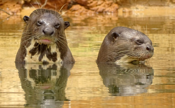 naturatins-registra-31-ariranhas-durante-campanha-de-monitoramento-no-parque-estadual-do-cantao