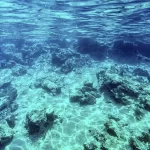 el-nino-afeta-ecossistema-marinho-no-oceano-atlantico,-diz-estudo