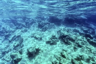 el-nino-afeta-ecossistema-marinho-no-oceano-atlantico,-diz-estudo