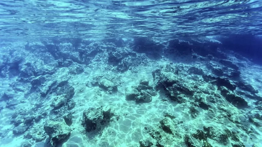 el-nino-afeta-ecossistema-marinho-no-oceano-atlantico,-diz-estudo