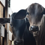 segunda-etapa-da-campanha-de-vacinacao-contra-brucelose-encerra-no-dia-31-de-dezembro