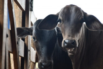 segunda-etapa-da-campanha-de-vacinacao-contra-brucelose-encerra-no-dia-31-de-dezembro