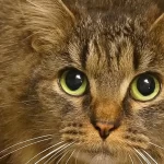 gata-desaparecida-ha-443-dias-volta-a-casa-nos-eua.-“milagre-de-natal”