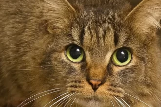 gata-desaparecida-ha-443-dias-volta-a-casa-nos-eua.-“milagre-de-natal”