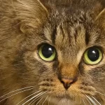 gata-desaparecida-ha-443-dias-volta-a-casa-nos-eua.-“milagre-de-natal”