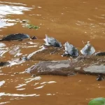 peixes-mortos-sao-vistos-em-pontos-da-represa-billings-na-cidade-de-sao-paulo