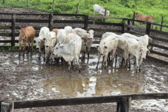 acao-da-pmto-resulta-na-recuperacao-de-15-animais-e-na-prisao-de-dois-suspeitos-em-araguaina