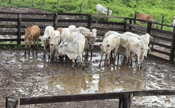 acao-da-pmto-resulta-na-recuperacao-de-15-animais-e-na-prisao-de-dois-suspeitos-em-araguaina
