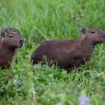 promotoria-mira-demolicao-de-mansoes-no-pantanal-em-mato-grosso