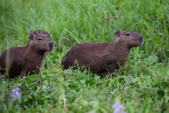 promotoria-mira-demolicao-de-mansoes-no-pantanal-em-mato-grosso