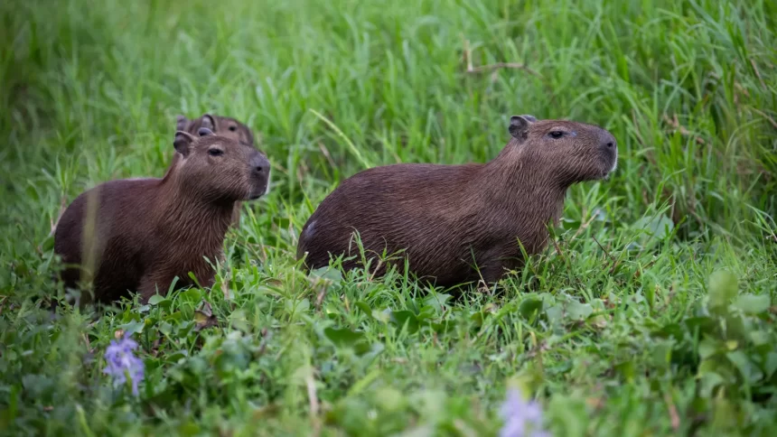 promotoria-mira-demolicao-de-mansoes-no-pantanal-em-mato-grosso