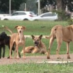 quem-abandonar-animais-domesticos-no-tocantins-podera-ser-multado-em-r$-10-mil;-entenda