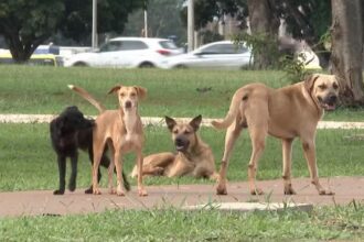 quem-abandonar-animais-domesticos-no-tocantins-podera-ser-multado-em-r$-10-mil;-entenda
