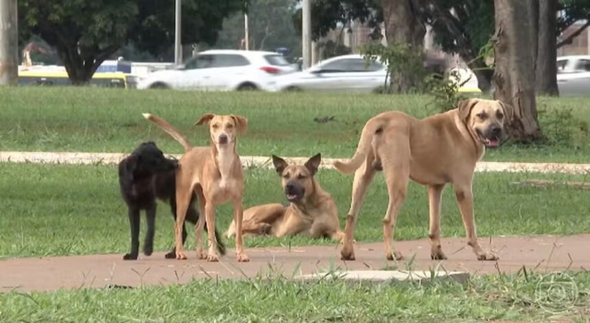 quem-abandonar-animais-domesticos-no-tocantins-podera-ser-multado-em-r$-10-mil;-entenda