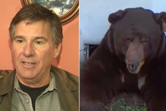 drama-na-california:-morador-convive-com-urso-invasor-desde-o-fim-de-novembro