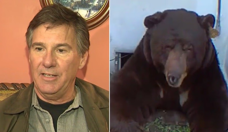 drama-na-california:-morador-convive-com-urso-invasor-desde-o-fim-de-novembro