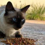 mpto-alerta-para-crime-de-abandono-e-reforca-a-responsabilidade-dos-tutores