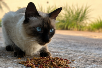 mpto-alerta-para-crime-de-abandono-e-reforca-a-responsabilidade-dos-tutores