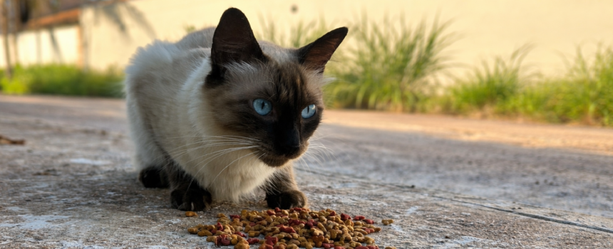mpto-alerta-para-crime-de-abandono-e-reforca-a-responsabilidade-dos-tutores