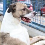 fogos-de-artificio-acarretam-sofrimento-fisico-e-risco-para-animais