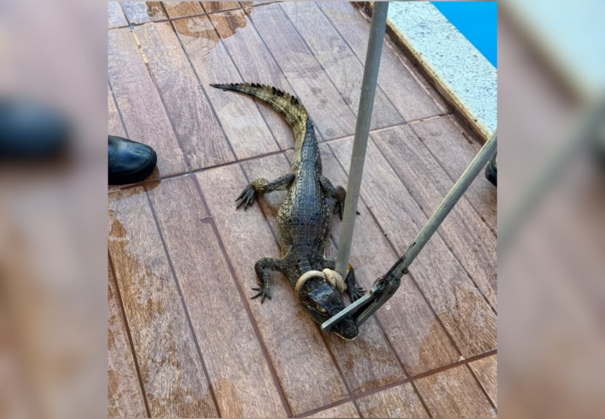 filhote-de-jacare-e-encontrado-em-piscina,-resgatado-e-devolvido-a-natureza;-video