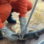 bombeiros-realizam-captura-segura-de-jacare-encontrado-em-piscina-residencial-em-gurupi