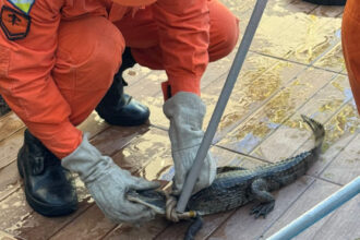 bombeiros-realizam-captura-segura-de-jacare-encontrado-em-piscina-residencial-em-gurupi